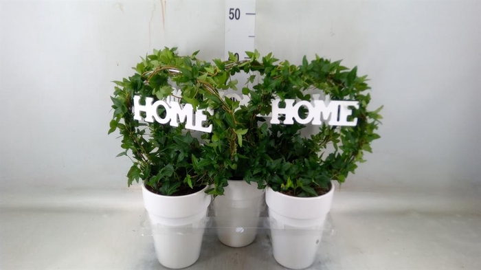 <h4>Hedera   ...green leafed</h4>