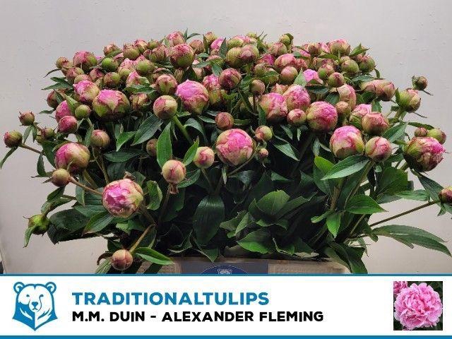<h4>PAEO L ALEX FLEMING</h4>