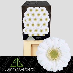 Germini Albino Diamond