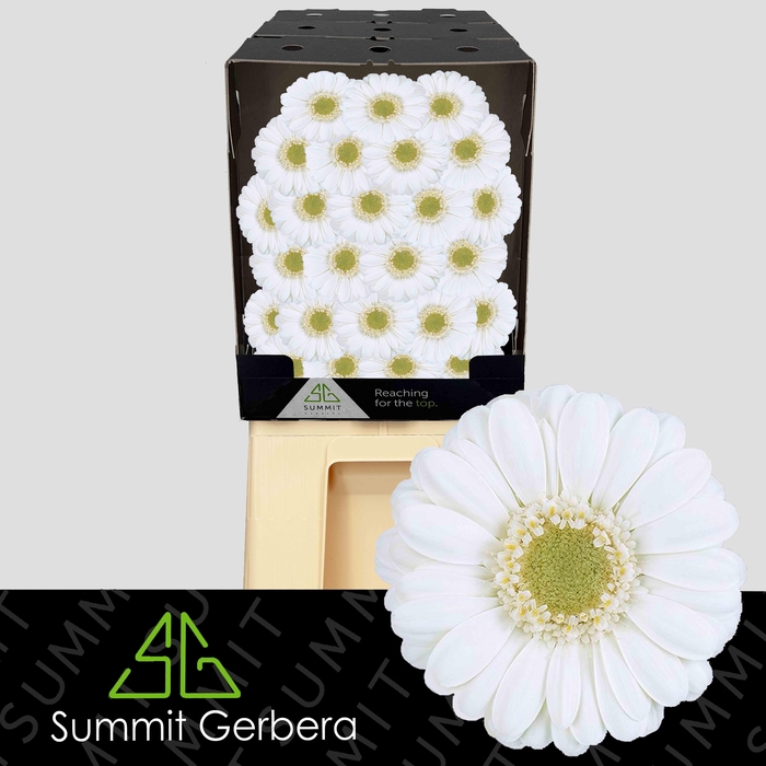 <h4>Germini Albino Diamond</h4>