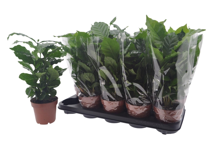 <h4>COFFEA ARABICA</h4>