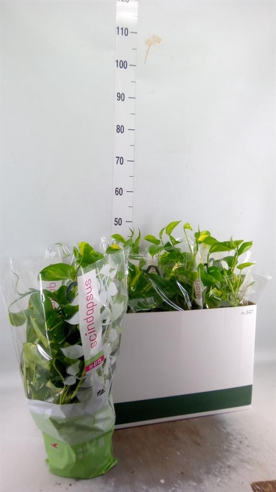 <h4>Epipremnum pinn.   HG</h4>