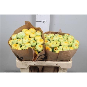 R Tr Golden Trendsetter