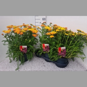 ACHI MILLEFOLIUM