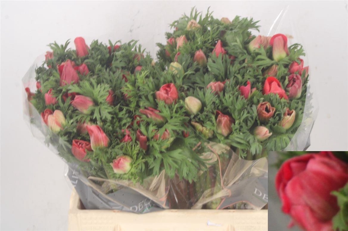 <h4>Anemone Galil Red</h4>