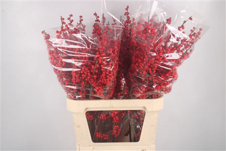 <h4>Ilex Verticilata Red Extra</h4>