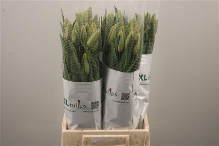 <h4>Tu Fr En Menton</h4>