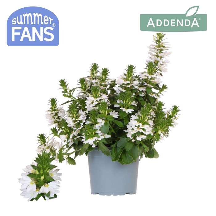 <h4>Scaevola white</h4>