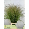 Panicum Squaw