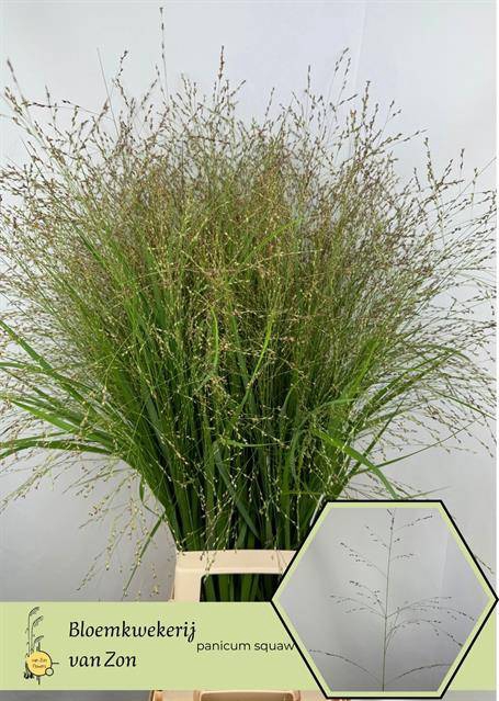 <h4>Panicum Squaw</h4>