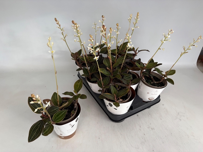 <h4>LUD DISCOLOR</h4>