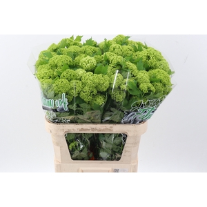 Viburnum Roseum St