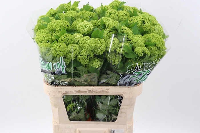 <h4>Viburnum Roseum St</h4>