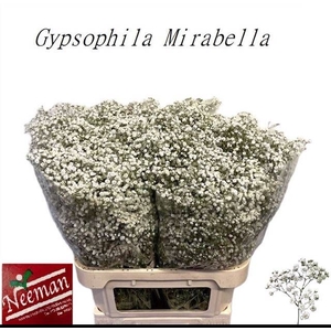 GYPS PA MIRABELLA