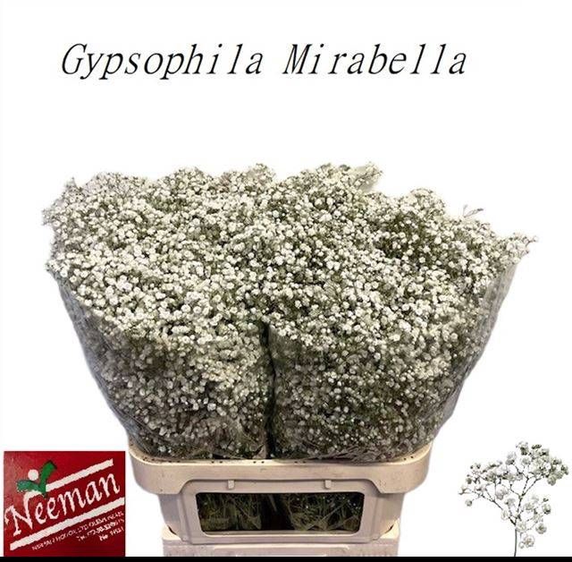 <h4>GYPS PA MIRABELLA</h4>