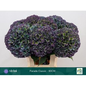 HYDR M ROY PARADE CL