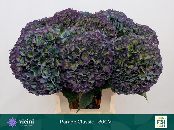 <h4>HYDR M ROY PARADE CL</h4>