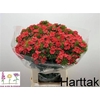 Di Barb S Will Coral