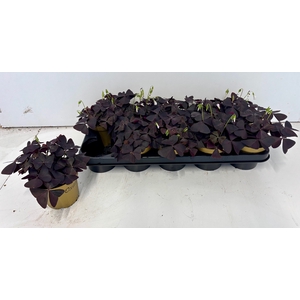 OXALIS TRIANGULARIS