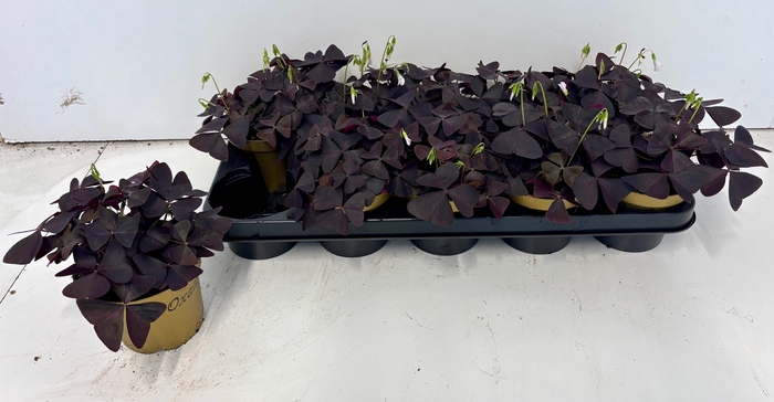 <h4>OXALIS TRIANGULARIS</h4>