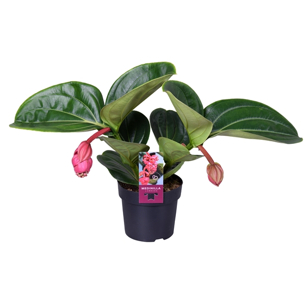 <h4>Medinilla Magnifica Lambada 2 etage 2 knop</h4>