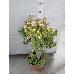 Crassula ovata 'Sunset'