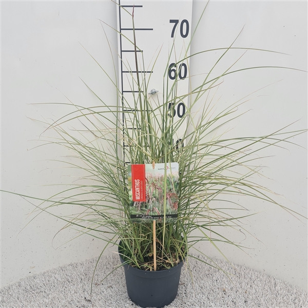 <h4>Miscanthus Sin. Silver Cloud P19</h4>
