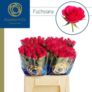 R GR FUCHSIANA 40