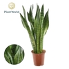 Sansevieria zeylanica