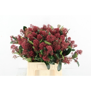 SKIM RUBELLA PER BUNCH 10BL