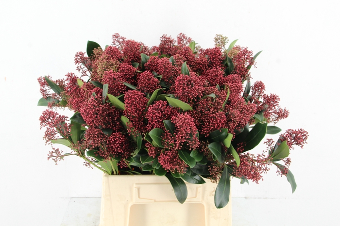 <h4>SKIM RUBELLA PER BUNCH 10BL</h4>