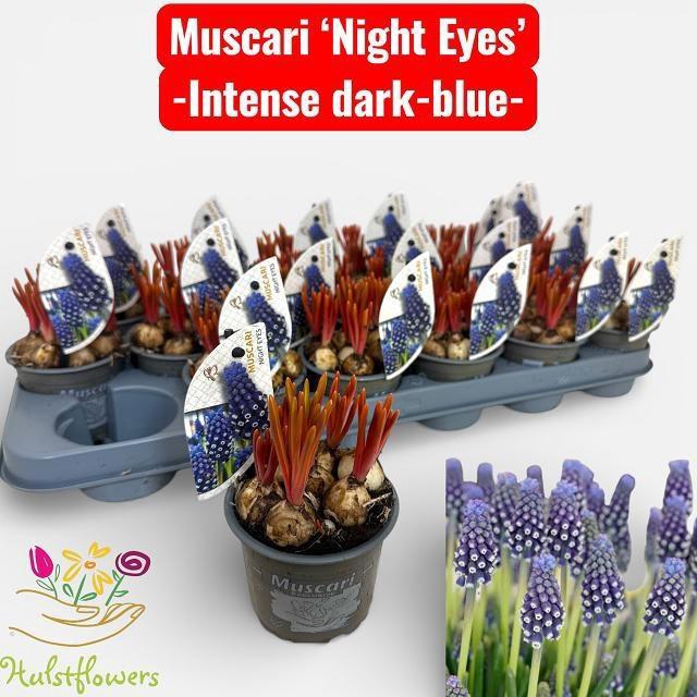 <h4>MUSCAR NIGHT EYES</h4>