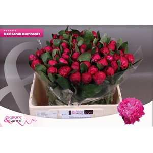 Paeonia Red Sarah Bernhardt | Heavy Quality
