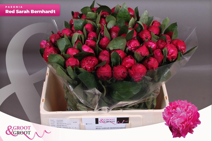 <h4>Paeonia Red Sarah Bernhardt | Heavy Quality</h4>