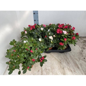 RHODO SI VOGEL GEM