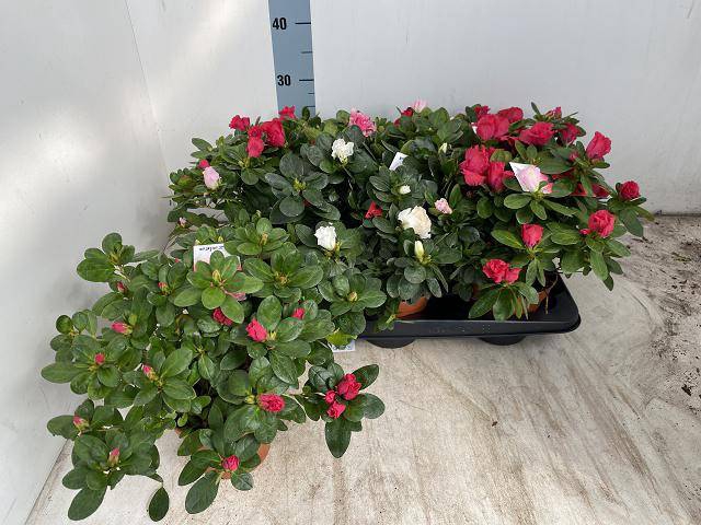 <h4>RHODO SI VOGEL GEM</h4>