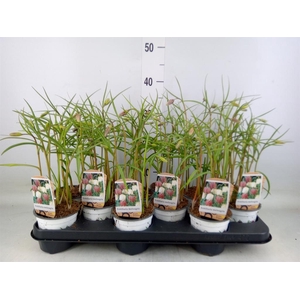 Fritillaria meleagris