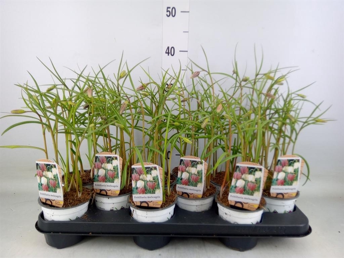 <h4>Fritillaria meleagris</h4>