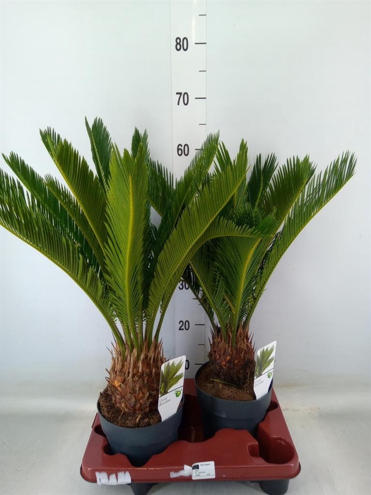 <h4>Cycas revoluta</h4>