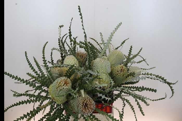 <h4>Banksia Speciosa</h4>
