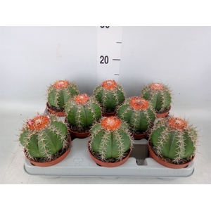 Melocactus matanzanus