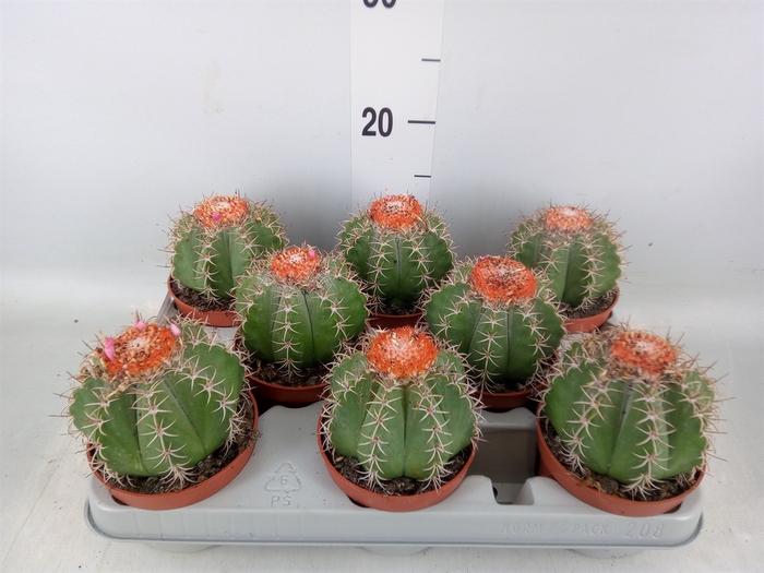 <h4>Melocactus matanzanus</h4>