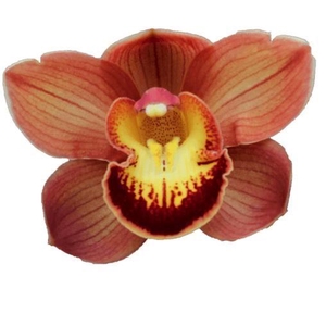 CYMB T AUSTRALIAN PRICE