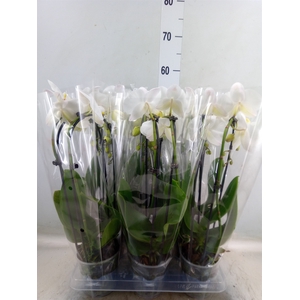 Phalaenopsis  'Elegant Cascade'