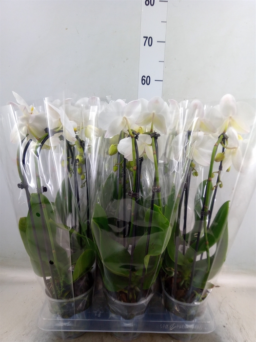 <h4>Phalaenopsis  'Elegant Cascade'</h4>