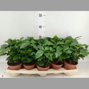 Coffea arabica