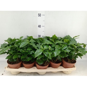 Coffea arabica