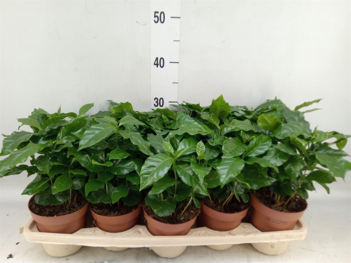 <h4>Coffea arabica</h4>
