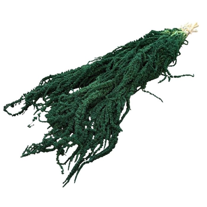 <h4>Dried flowers Amaranthus hanging 70cm x5</h4>