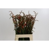 Crocosmia Red King
